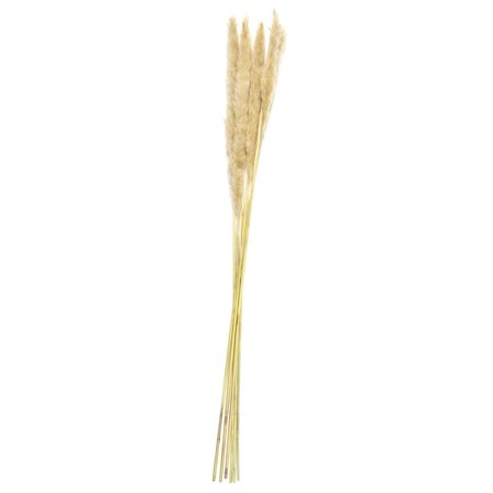 Sušená kytice 75 cm - pampová tráva    