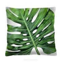 Monstera