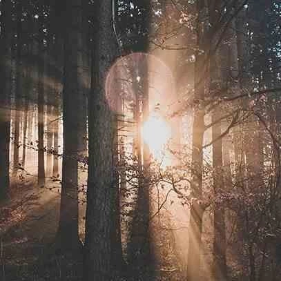 Difuzér Premium Reed 100ml. Velvet Wood