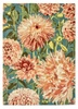 Koberec Dahlia Coral Wilderness 250x350cm