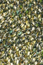 Zelený vlněný shaggy koberec do obýváku Spring 200x300 cm moderní měkký CARPETS & MORE