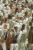 170x240cm \ tmavě oranžová