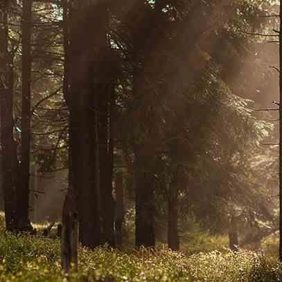 Cereria Molla Amber & Sandalwood vonný olej 30ml do aroma difuzéru do domácnosti