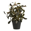Umělá rostlina Peperomia 35 cm House Nordic do obýváku a předsíně